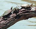 Guy Fanguy - Artist - Animals - Louisiana - Native Animals (31).jpg Size: 51210 - 3